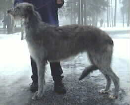 Ch Baylind Enigma BIG 4 at Skedsmo 10.03.01