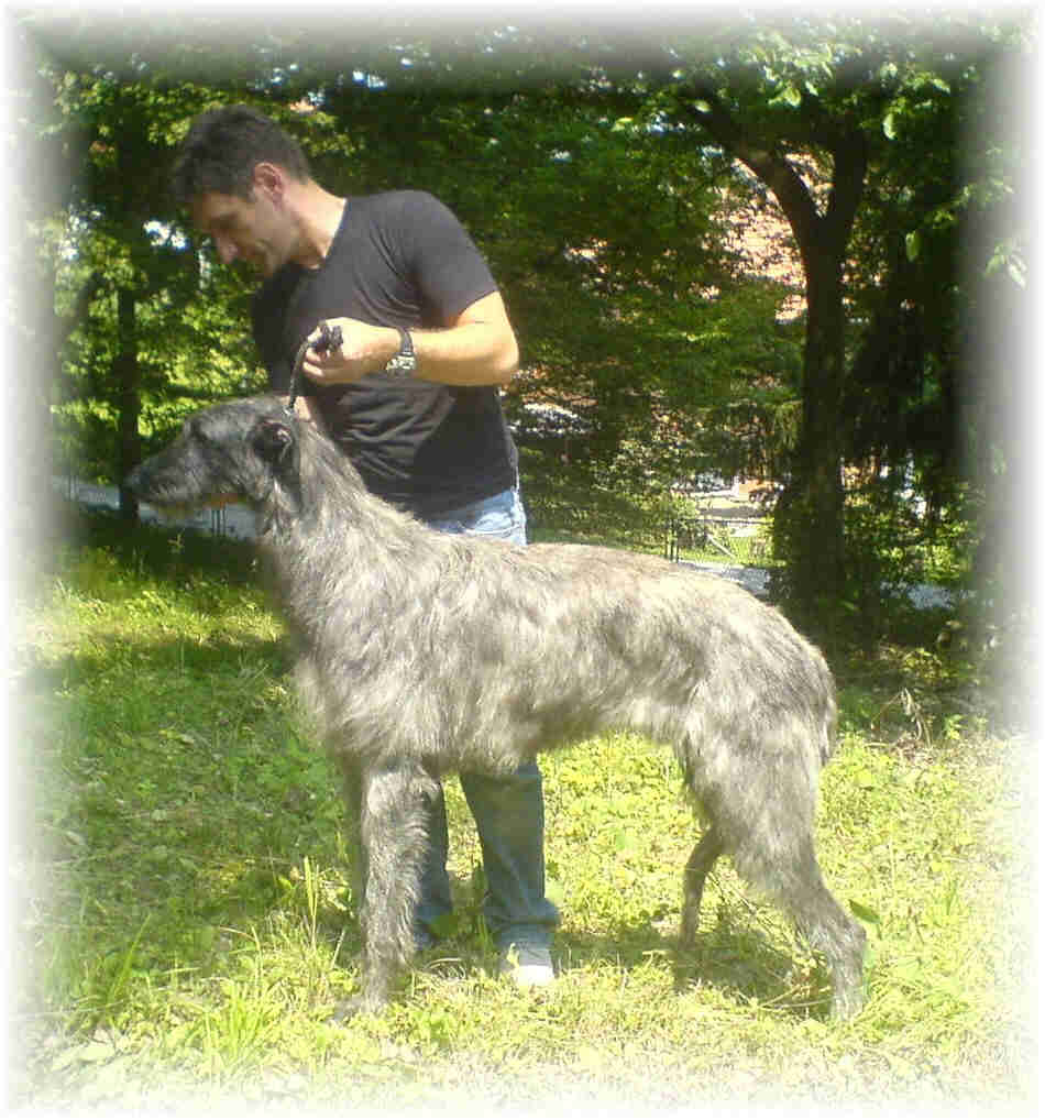 catalan dog